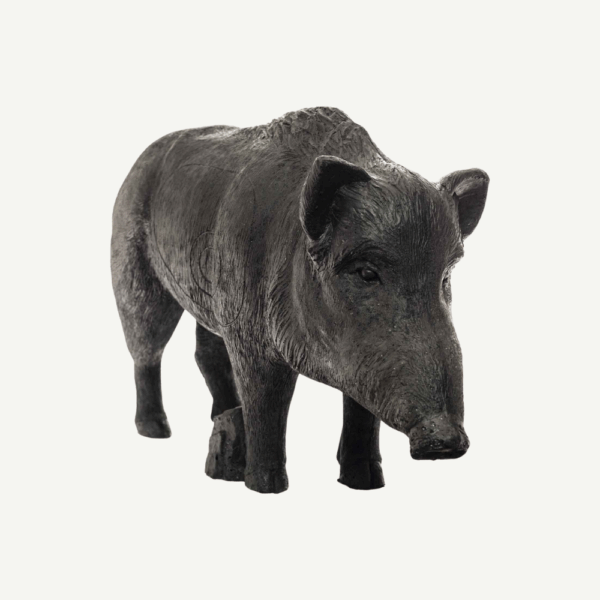100505 IBB 3D old adults Wild Boar Sow - Image 5