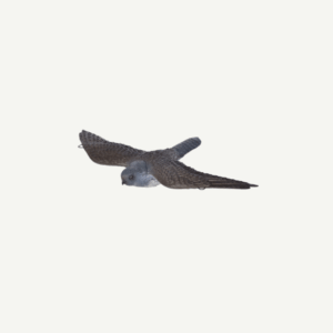 60221 3D Target Franzbogen Flying Falcon