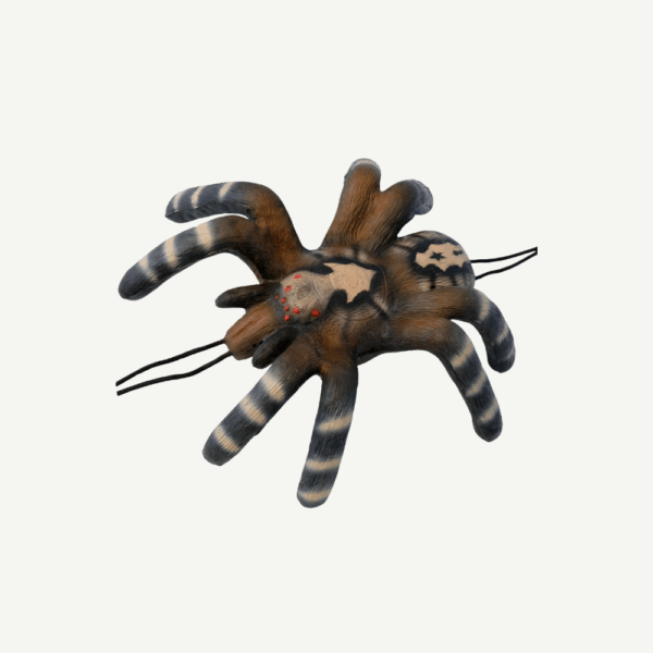 100373 Leitold Little Bird Spider - Image 3