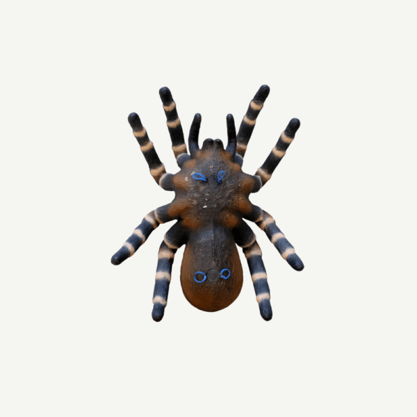 100370 Leitold Bird Spider - Image 3