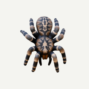 100370 Leitold Bird Spider