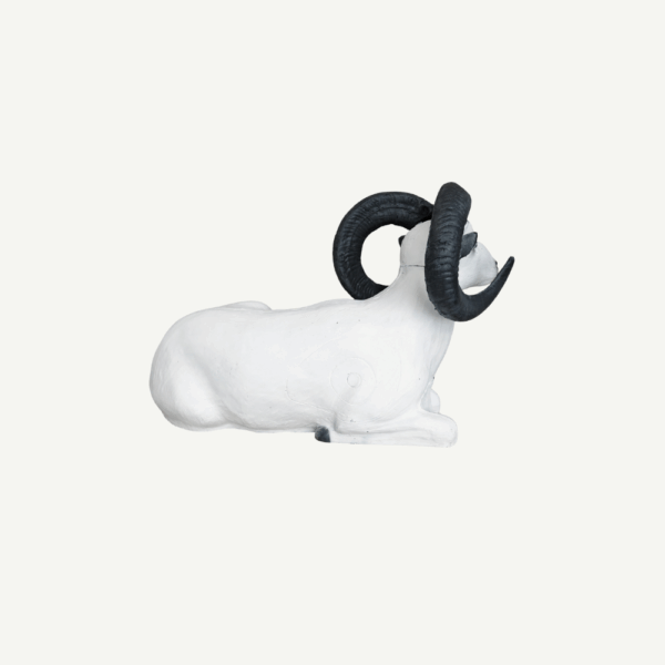 100242 Leitold Bedded Dall Sheep - Image 3