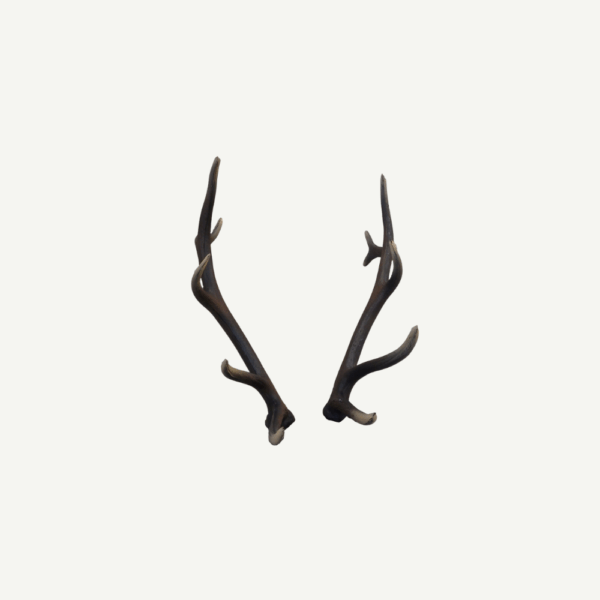 100565 Leitold Red Deer Antler (1 Pair) - Image 3